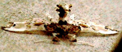 Neoleucinodes