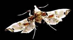Neoleucinodes