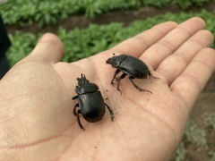 Ceratophyus hoffmannseggi