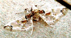 Neoleucinodes