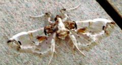 Neoleucinodes
