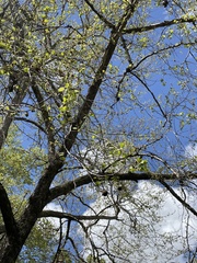 Platanus occidentalis