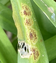 Uromyces muscari