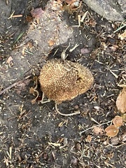 Platanus occidentalis