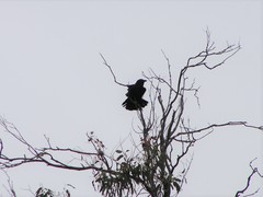 Corvus orru