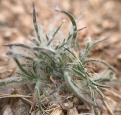 Dasyochloa