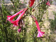Cantua buxifolia