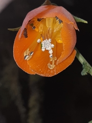 Nasa grandiflora