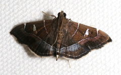 Lamprosema cayugalis