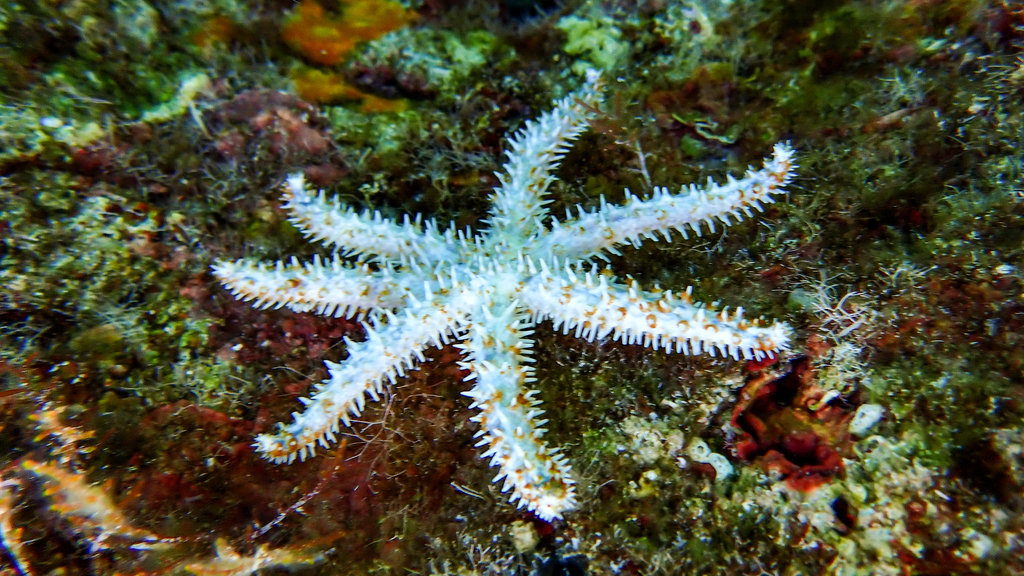 White Sea Star, photo 1 of 7