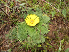 Paranephelius