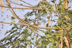 Lagonosticta senegala