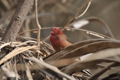 Lagonosticta senegala