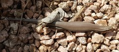 Plestiodon tetragrammus