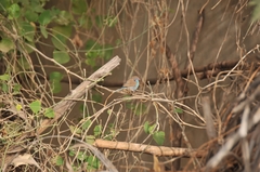 Uraeginthus bengalus