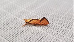 Crepidosceles chryserythra