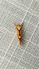 Crepidosceles chryserythra