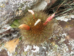 Matucana aurantiaca