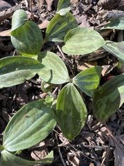 Trillium lancifolium