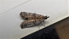 Cryptoblabes euraphella