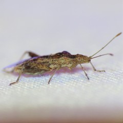 Harmostes angustatus