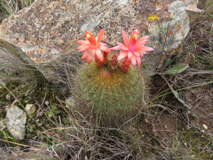 Matucana aurantiaca