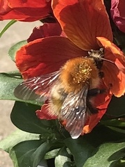 Bombus pascuorum