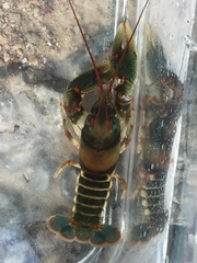 Cambarus scotti