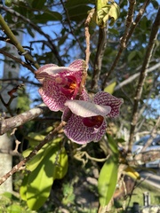 Phalaenopsis