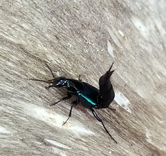 Philonthus caeruleipennis