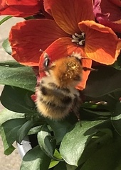 Bombus pascuorum
