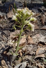 Petasites albus