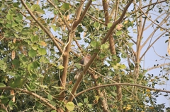 Streptopelia senegalensis