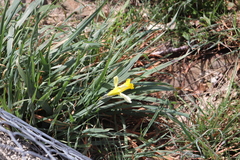 Narcissus pseudonarcissus pseudonarcissus