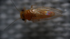 Heteropsylla