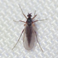 Lestremiinae