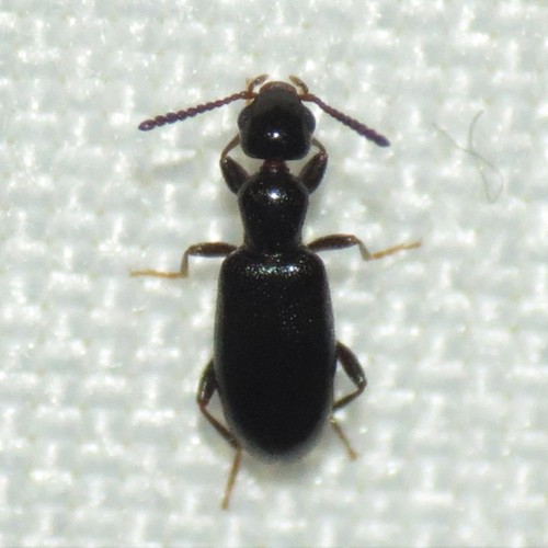 Vacusus confinis (LeConte, 1851)