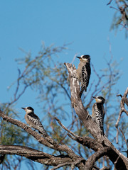 White-Fronted Woodpecker photo 3