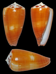 Conus planorbis