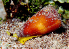 Conus planorbis
