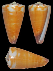 Conus planorbis