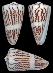 Conus planorbis