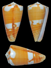 Conus planorbis