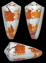 Conus planorbis