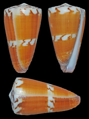 Conus planorbis
