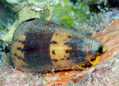 Conus planorbis