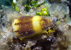 Conus planorbis