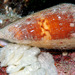 Conus planorbis - Photo (c) uwkwaj, algunos derechos reservados (CC BY-NC), subido por uwkwaj