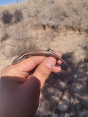 Plestiodon brevirostris