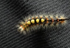 Orgyia antiqua